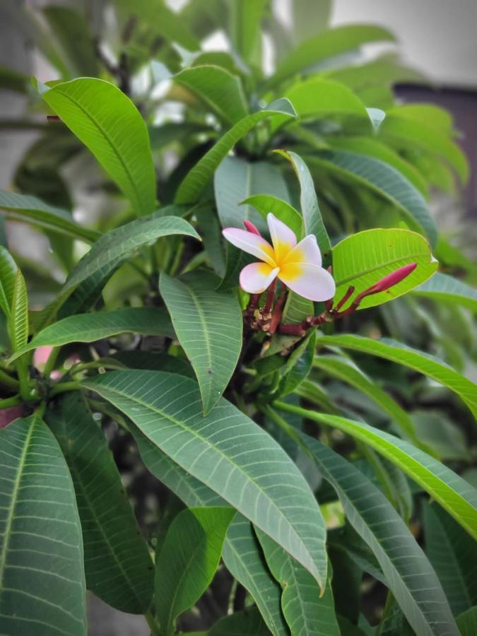Cabanas Maria Hau Hanga Roa Ngoại thất bức ảnh